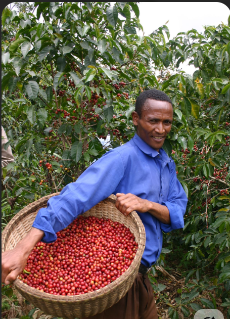 Rwandan Coffee Harvest - imizi Farm